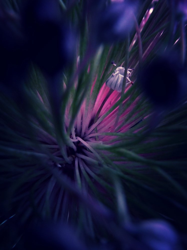 Photograph by Стефанова Татьяна