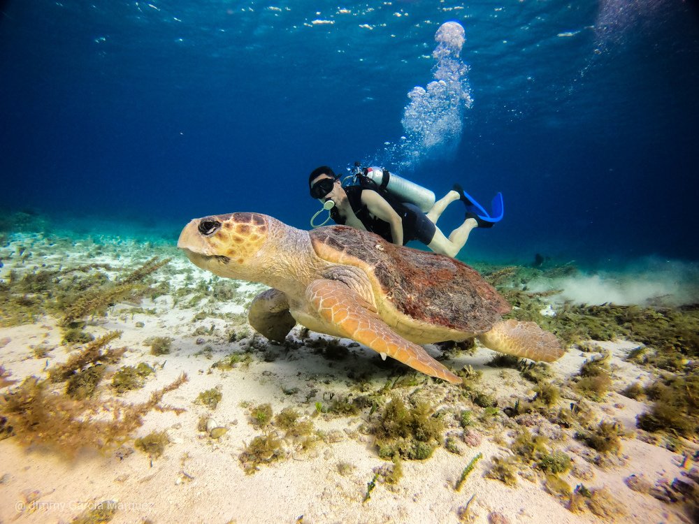 loggerhead  turtle   "tortuga caguama"