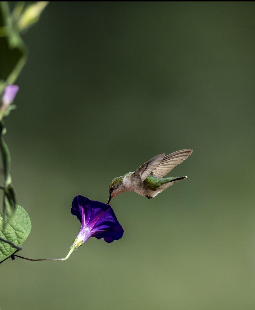 Female Ruby throayed hummingbird