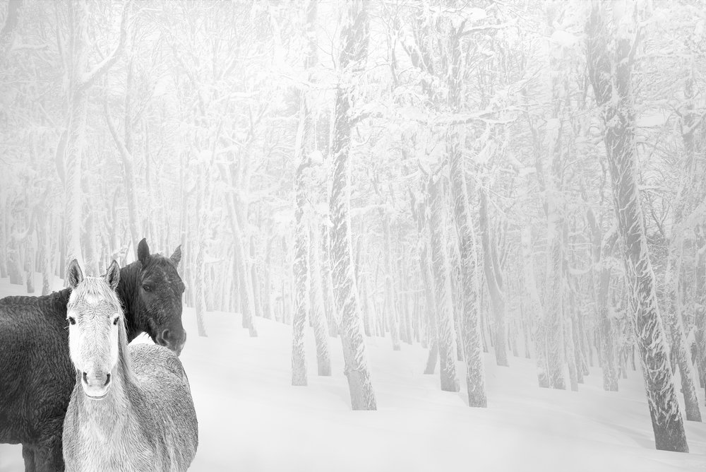 Photograph by Carolina Leske