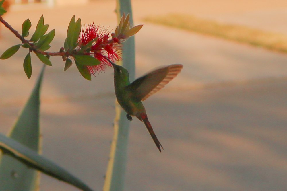 TRABAJANDO INCANSABLE