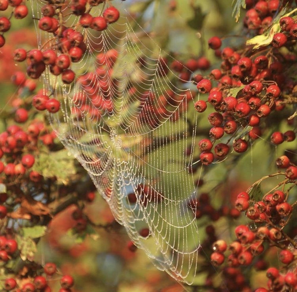 Занятные узоры паука
