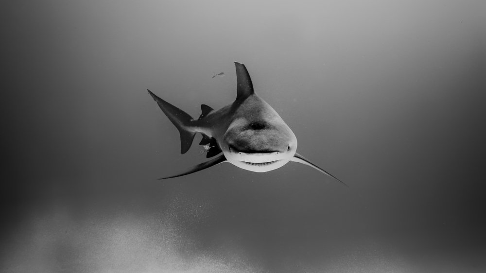 Photograph by Mizael Palomeque