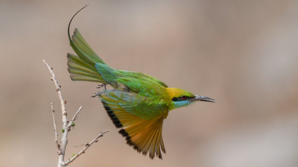 Фотография автора Gokul Addanki