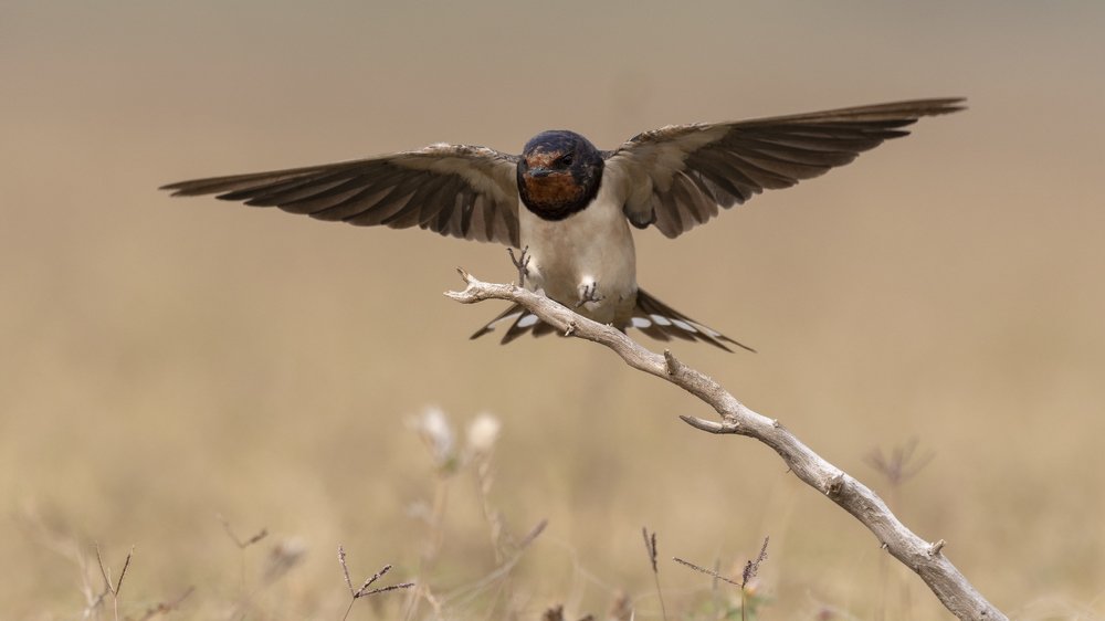 Фотография автора Gokul Addanki