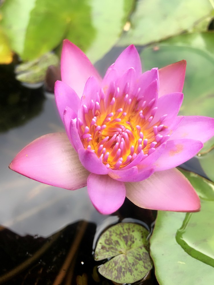 Photograph by Layal Farah