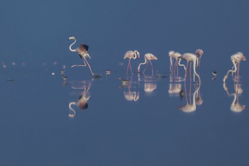 Walking Tall - Flamingo