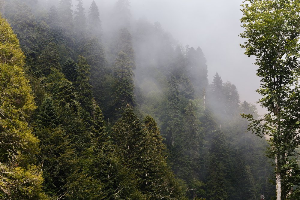 Photograph by Олег Богданов