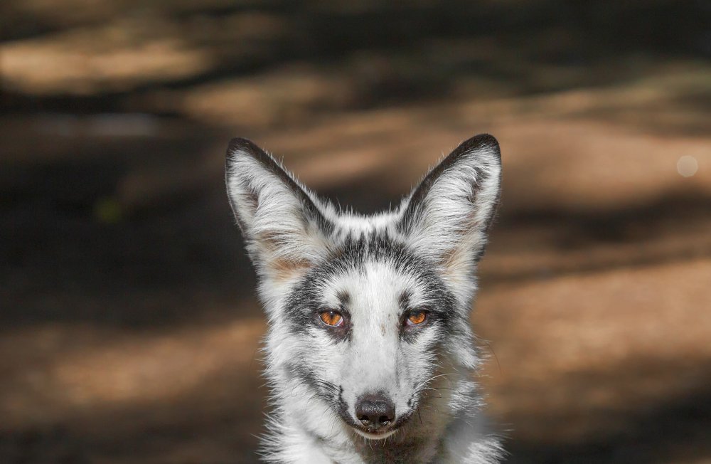 Photograph by Олег Богданов