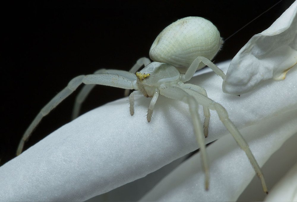 Призрак белой розы