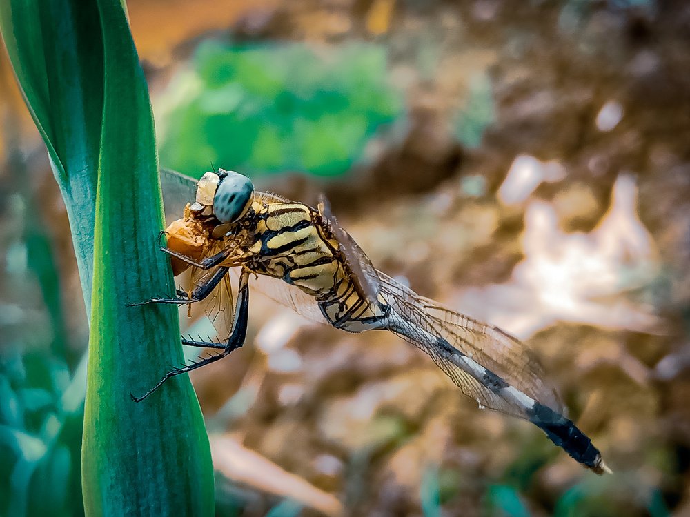 Photograph by Souvik Bhattacharyya