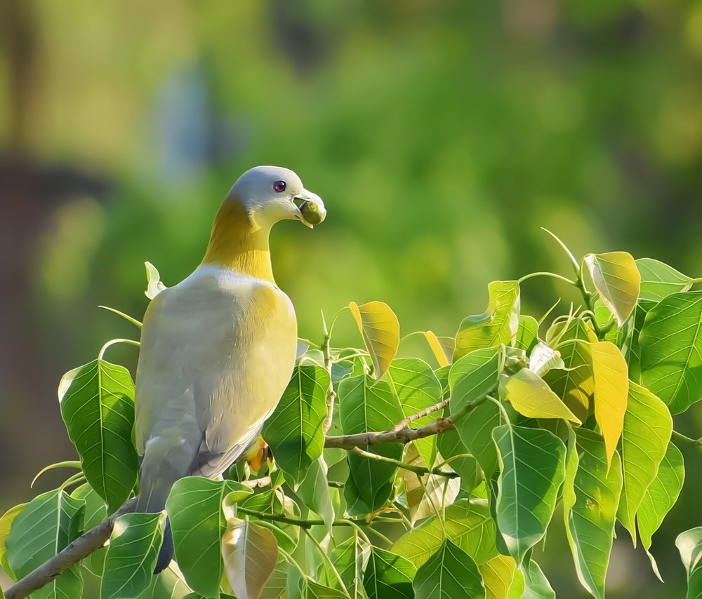 Photograph by Ankit Ghosh