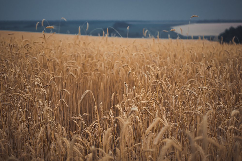 Photograph by Елена Ясько