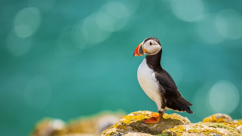 Photograph by Peter Krocka