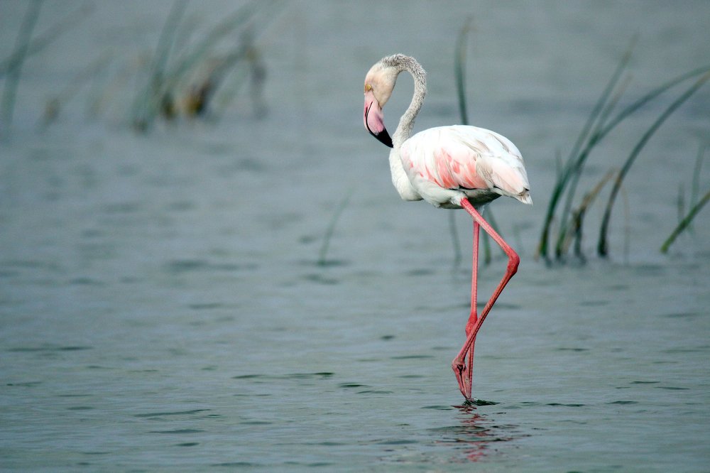 Фотография автора Suresh S S