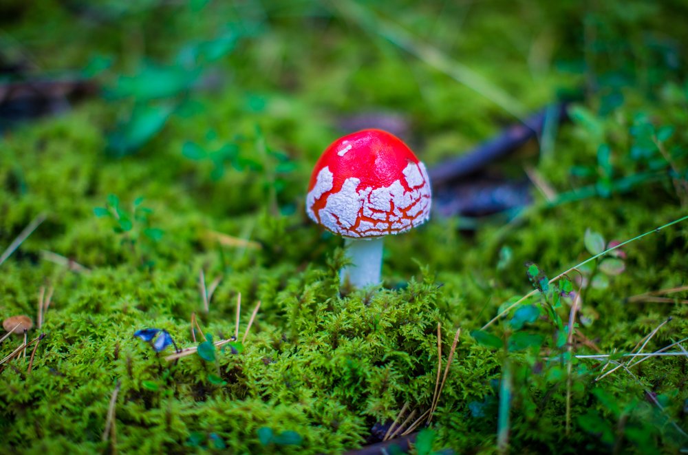 Photograph by Сергей Логвин