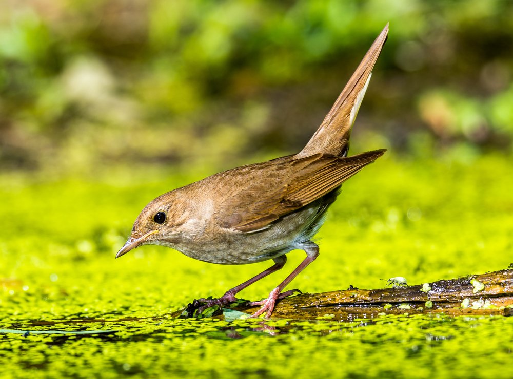 Соловей на водопое.