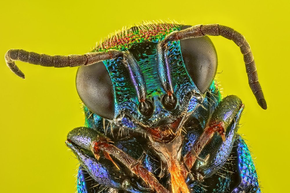 Оса блестянка