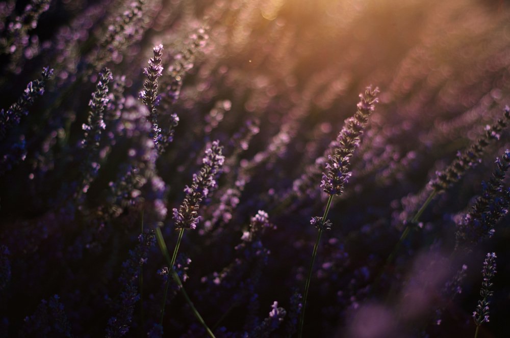 Photograph by Анна Хмырова