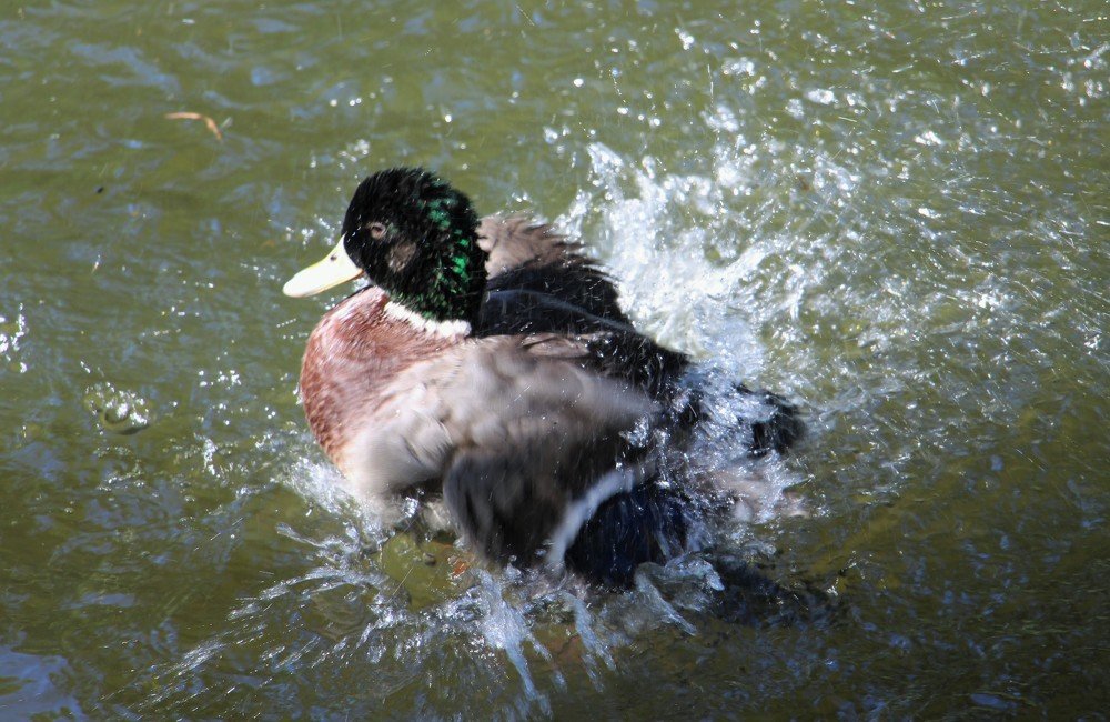 И обрызгала его с головы до ног всего.