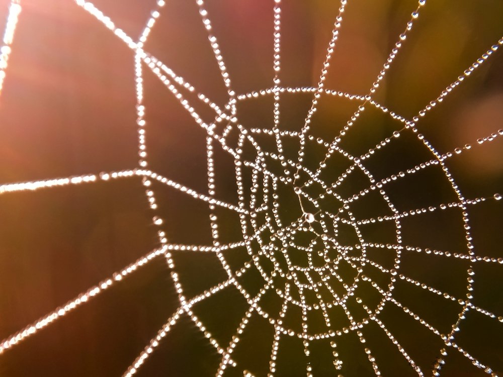 Water drops in spider net
