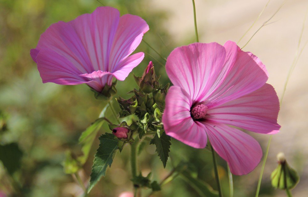 Photograph by Людмила Бутова