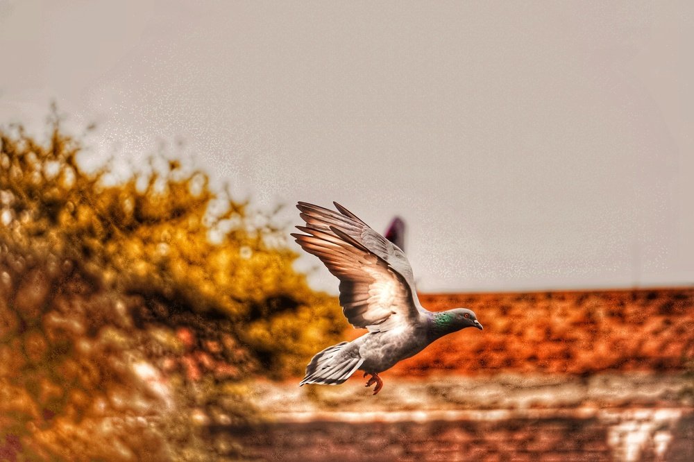 Photograph by Deepanshu Sachdeva