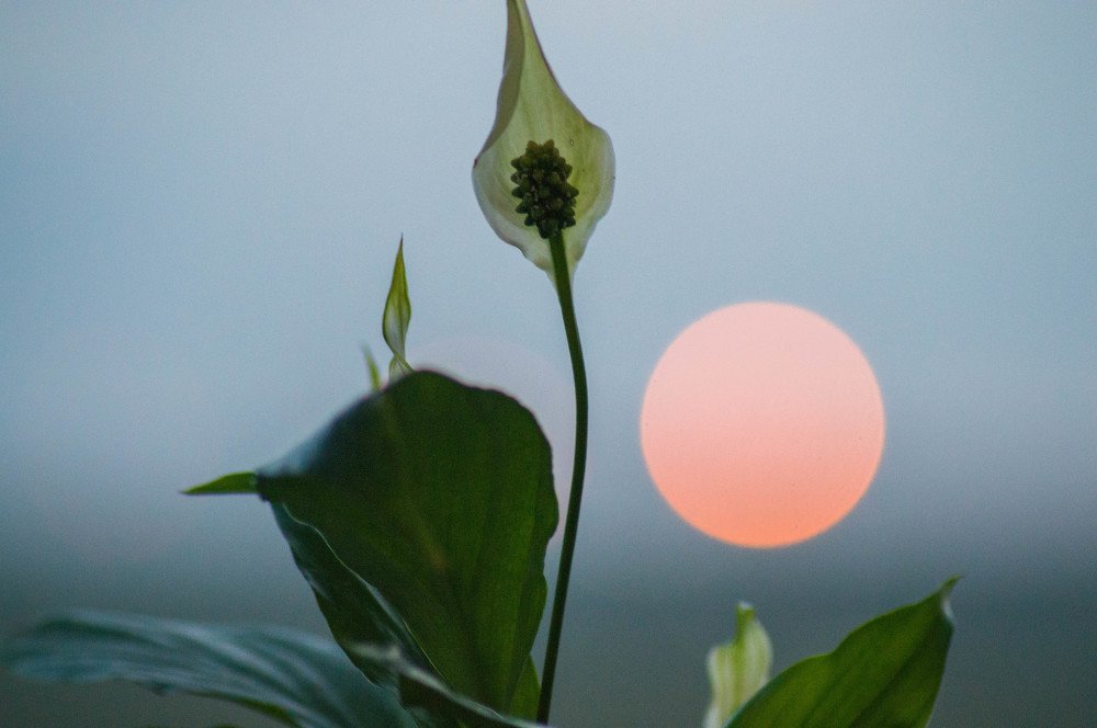 Женское счастье в белую ночь
