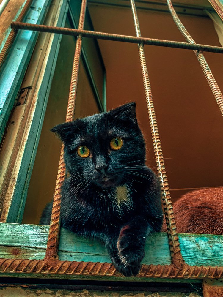 Фотография автора Margarita Chsherbakova