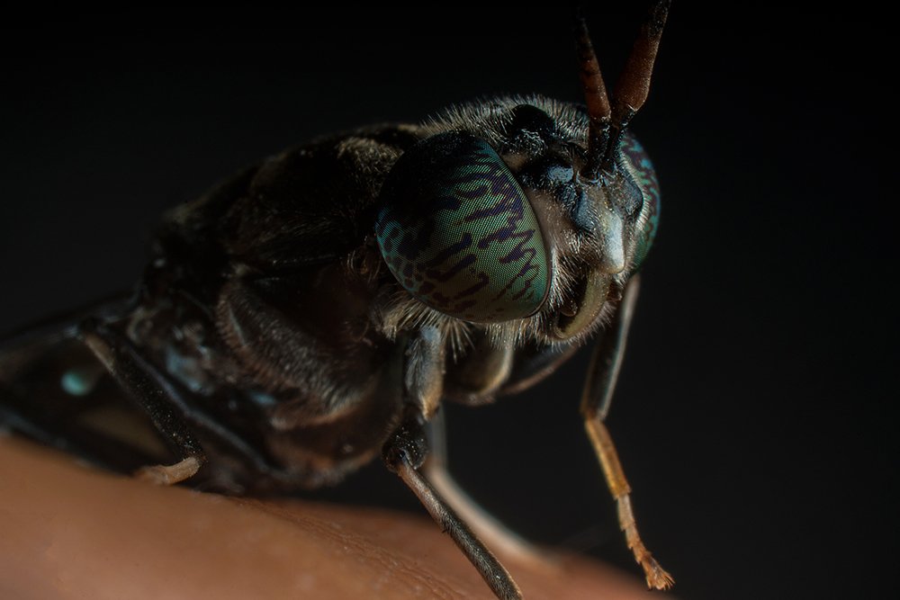 Photograph by Jonatan banista