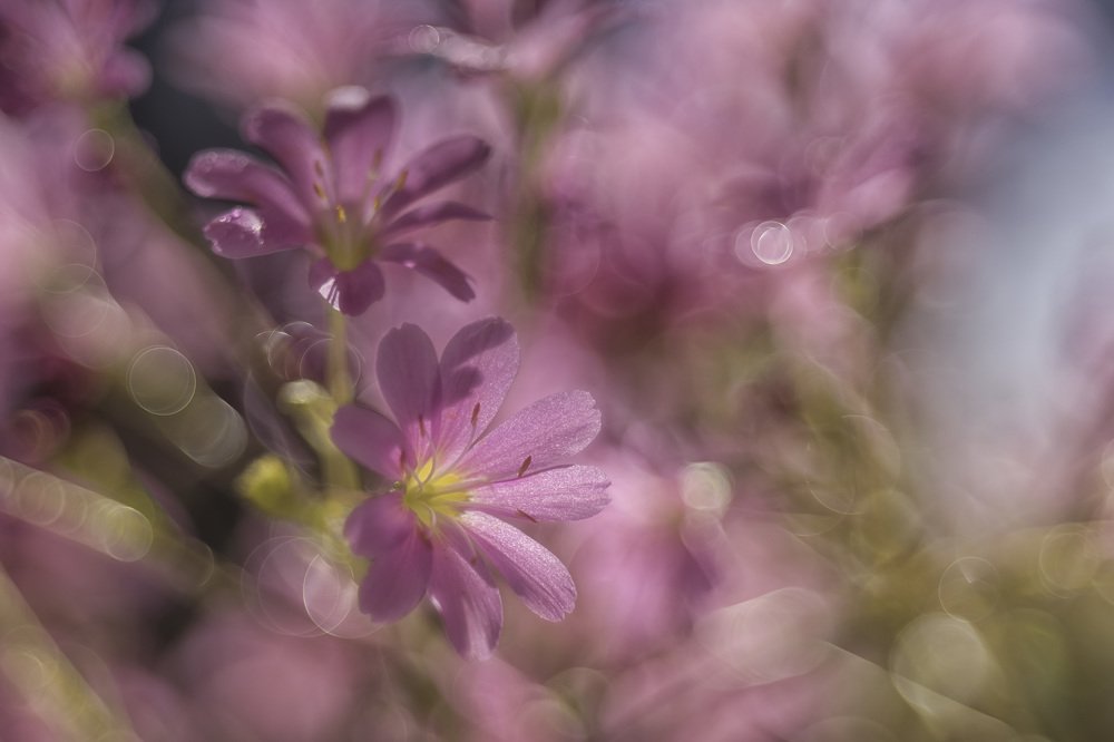 Photograph by Ferenc Zsolt Lőrincz