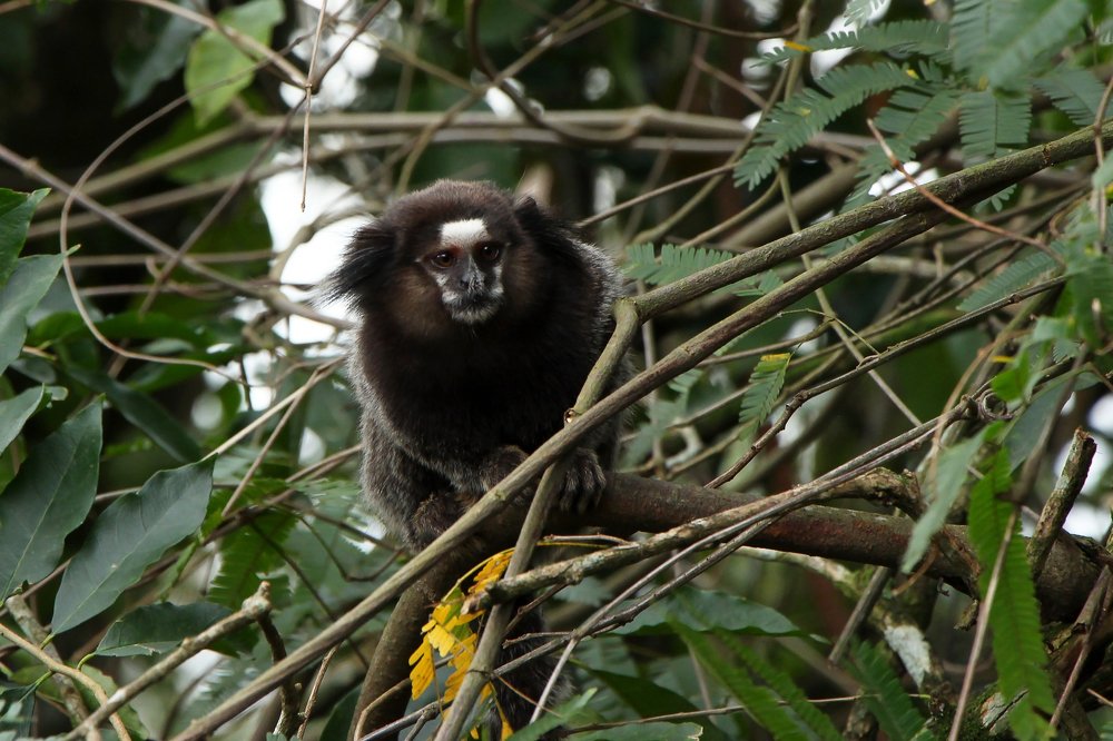 Observer Marmoset