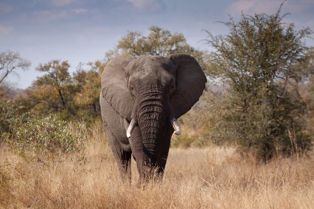 Photograph by Allied mathebula