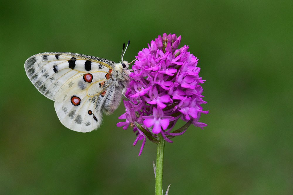 Photograph by SALIM SAFA KOKSAL