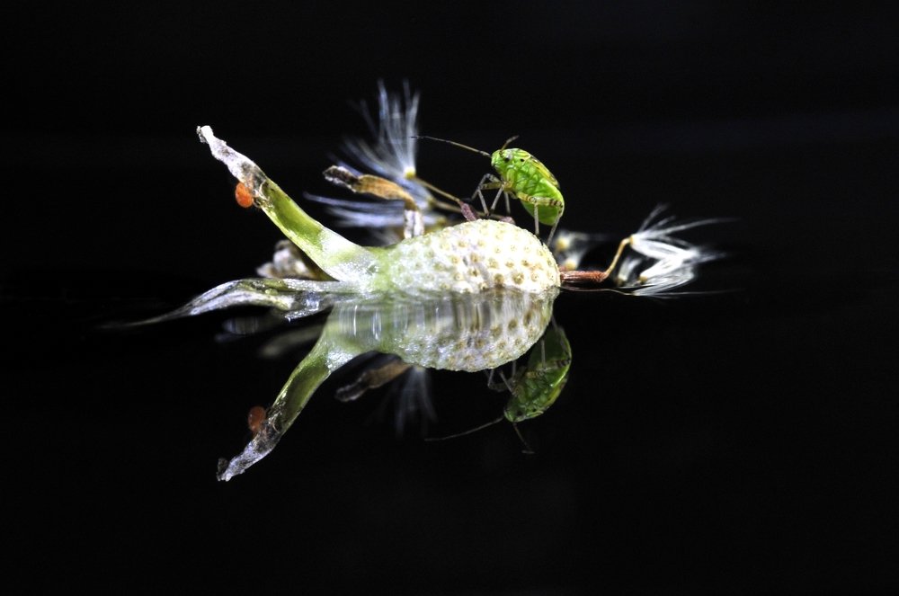 Островитяне