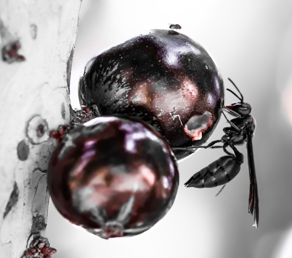 O Marimbondo e a Jabuticaba