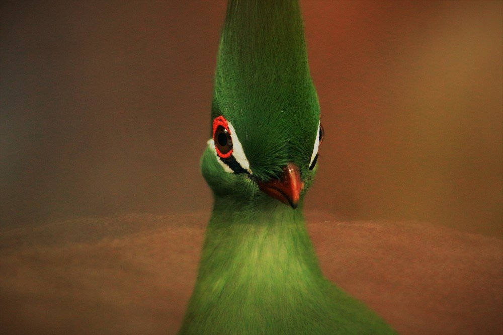 Photograph by Anja kroes