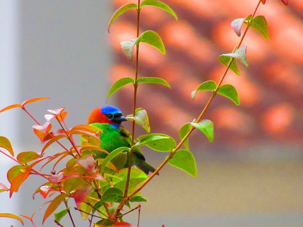 Little bird