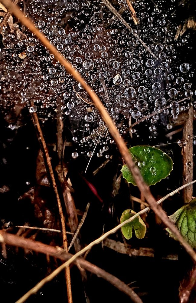 Web
