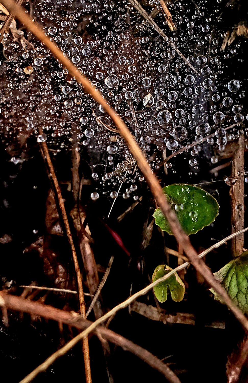 Web