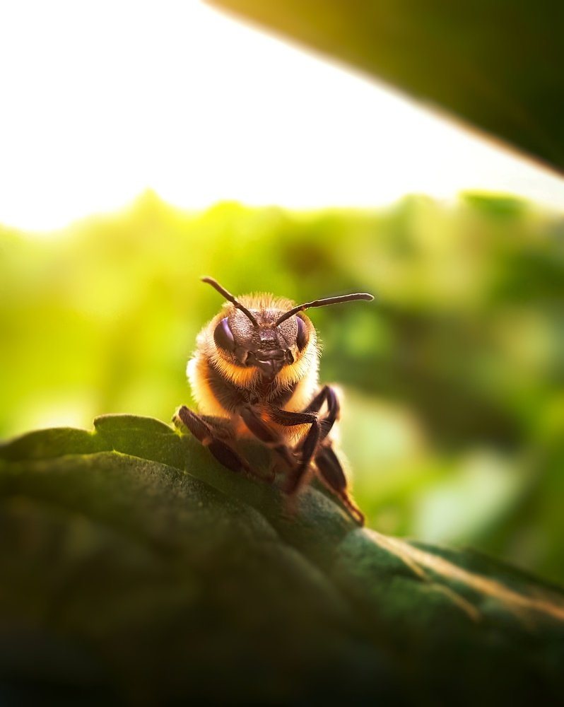 Photograph by Ahmad Shihab