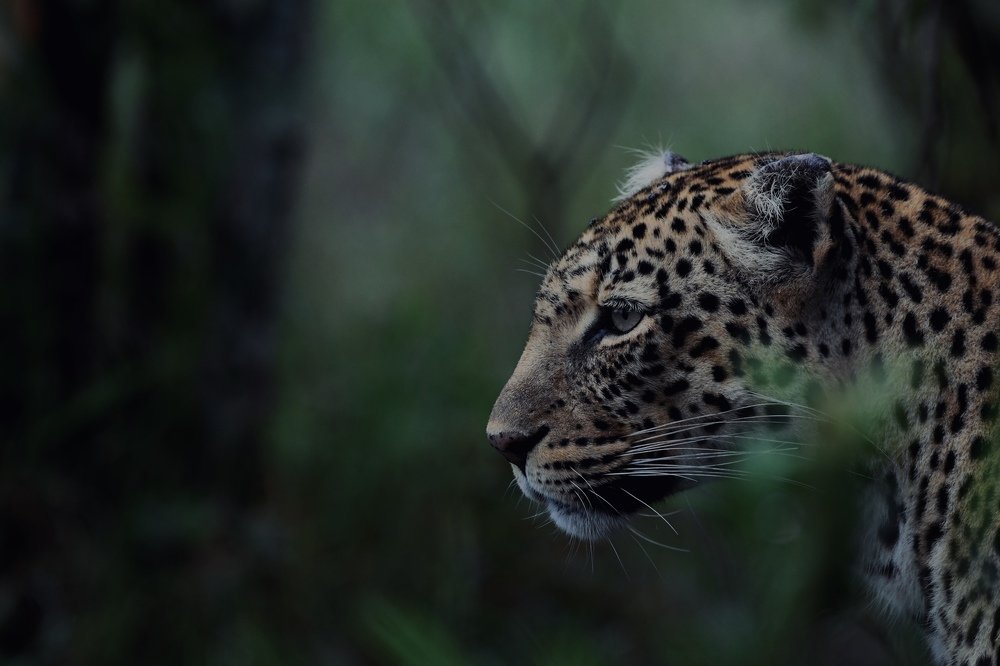 The beauty of leopards in the wild