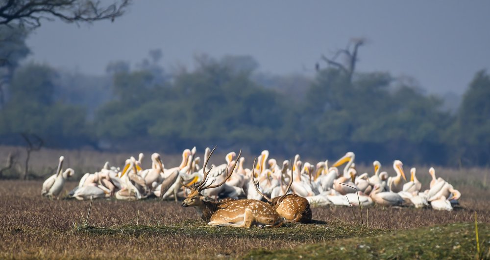 DEERS AND PELICANS
