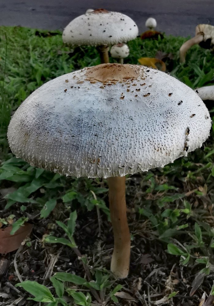 Mushooms and parasite plant