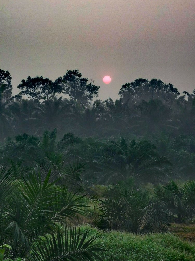 Sunrise at misty morning