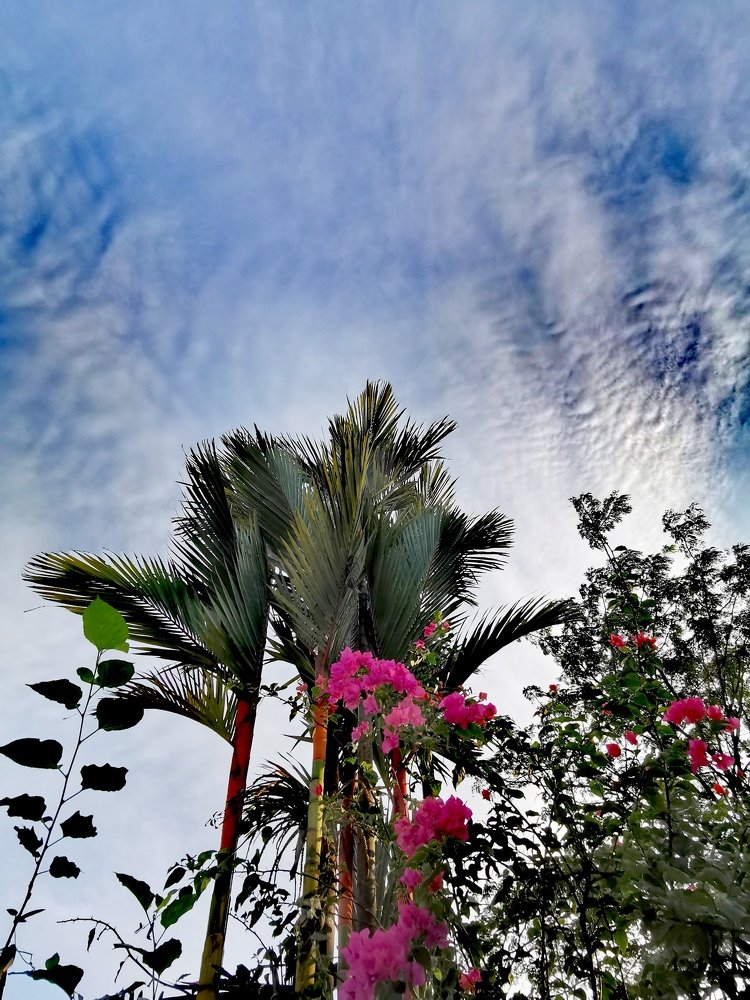 Photograph by Chunhou Poon