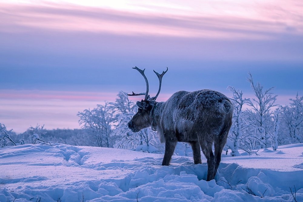 Photograph by Наталья Ермохина