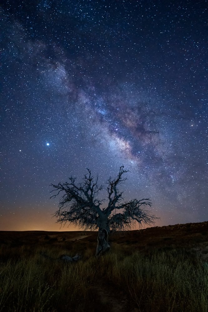 Milky Way Tree