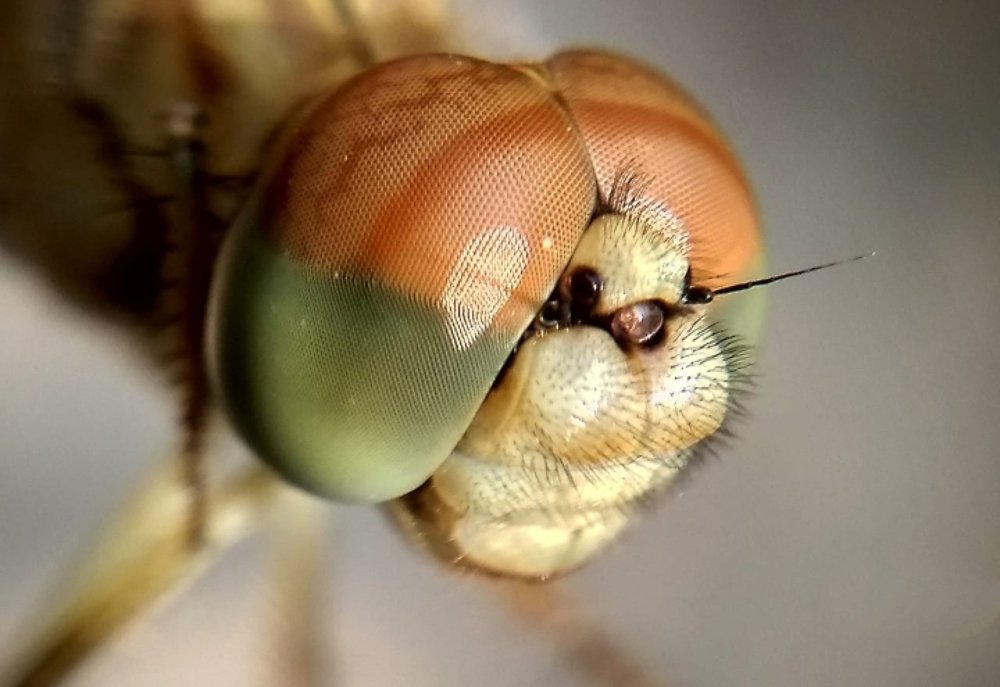 Photograph by Souvik Bhattacharyya