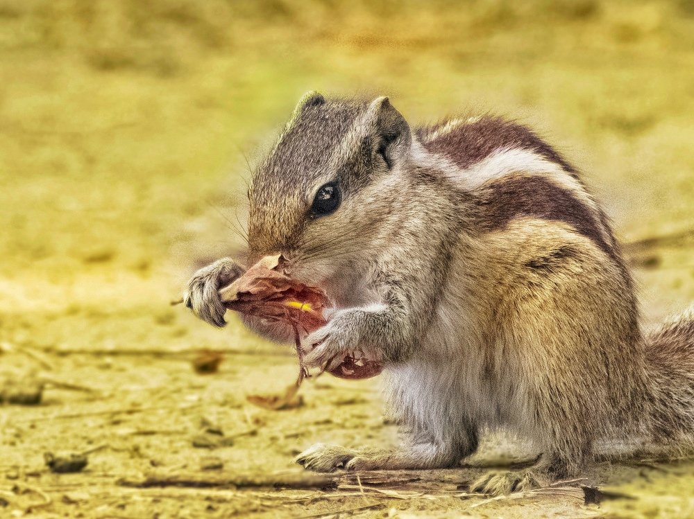 Indian Palm Squirrel